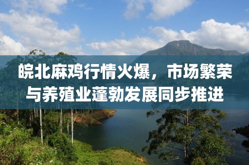 皖北麻鸡行情火爆，市场繁荣与养殖业蓬勃发展同步推进