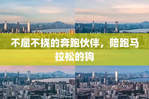 不屈不挠的奔跑伙伴，陪跑马拉松的狗